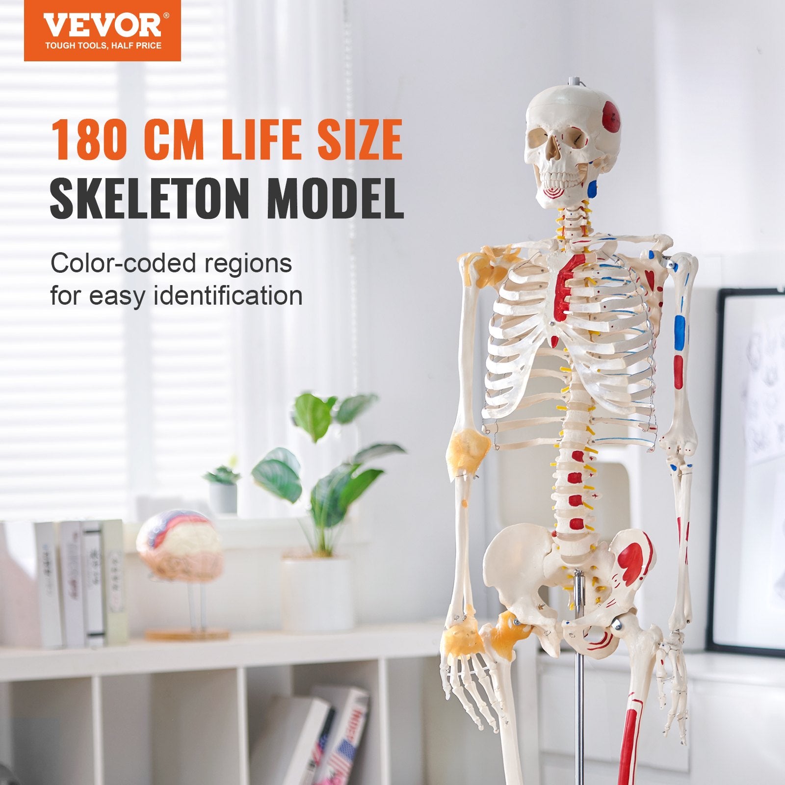 Žmogaus skeleto modelis VEVOR LD-101A, 182 cm