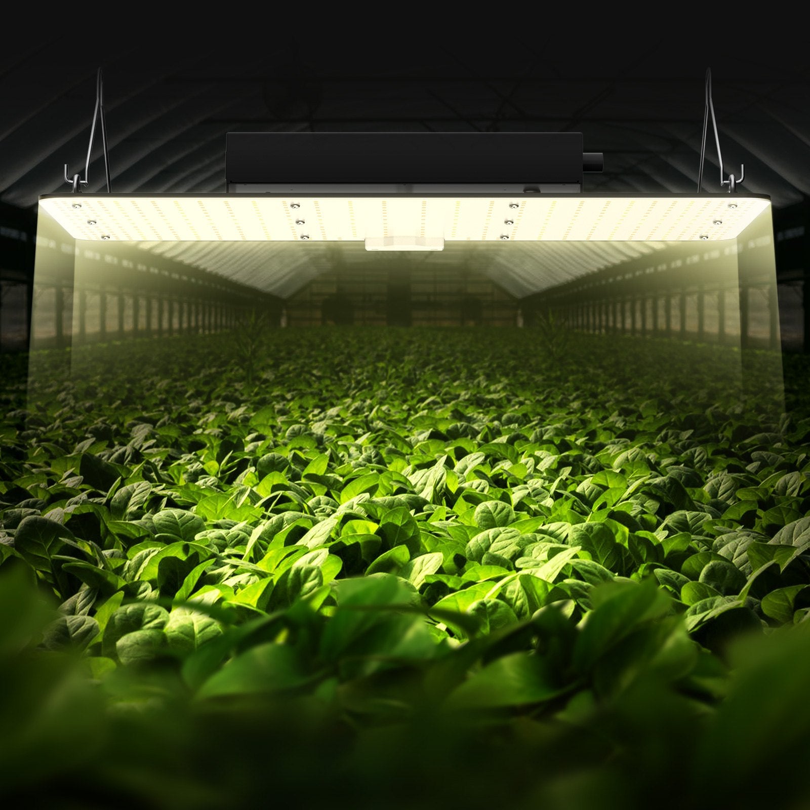 LED augalų auginimo lempa VEVOR 200W PGL-G1, 200W